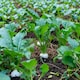 image 2 of Carbeth Plants Turnip Tokyo Cross Vegetable Plant - 6 pack - Easy Grow Kitchen Garden