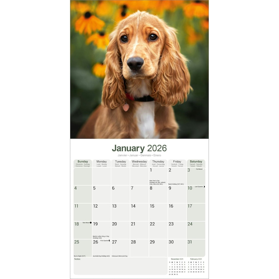 image 1 of English Cocker Spaniel 2026 Calendar | Square Wall Calendar | Dog Breed Gift | Plastic Free Packaging | by Avonside Publishing