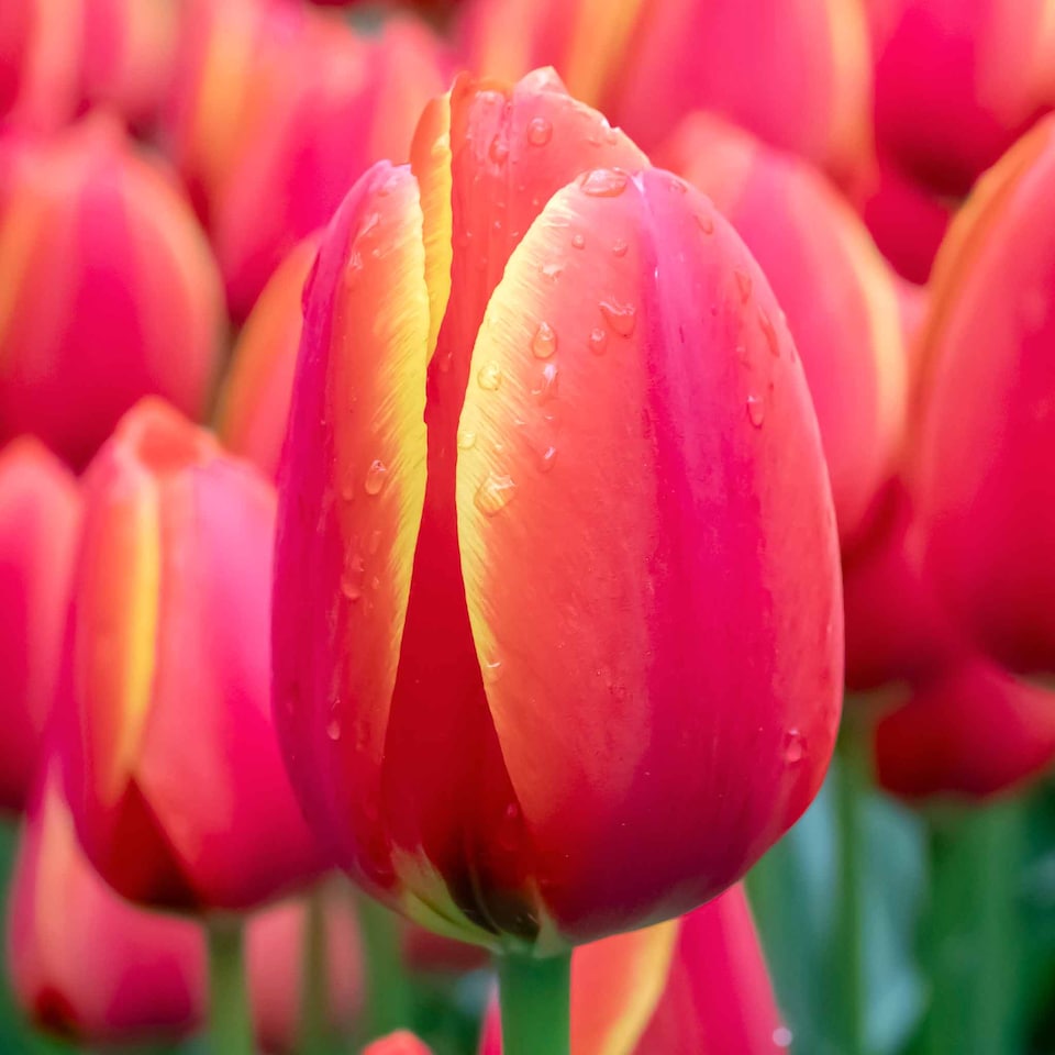 image 1 of Marshalls Garden Tulip Bulbs 'Worlds Favourite' 10 bulbs