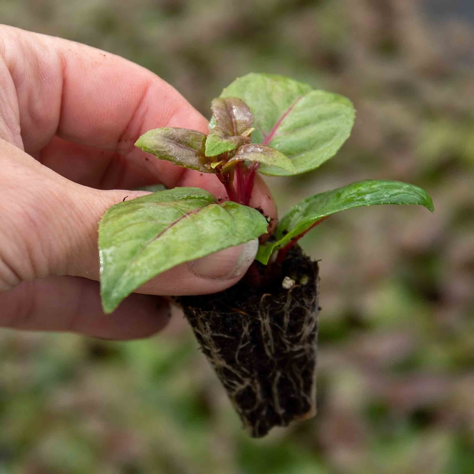 image 1 of Marshalls Garden Fuchsia 'Southern Belles Deep Purple' 12 plug plants