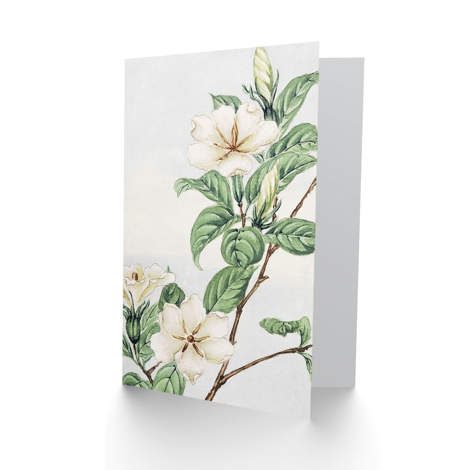 image 1 of Megata Morikaga Art Card Cape Jasmine Vintage Japanese
