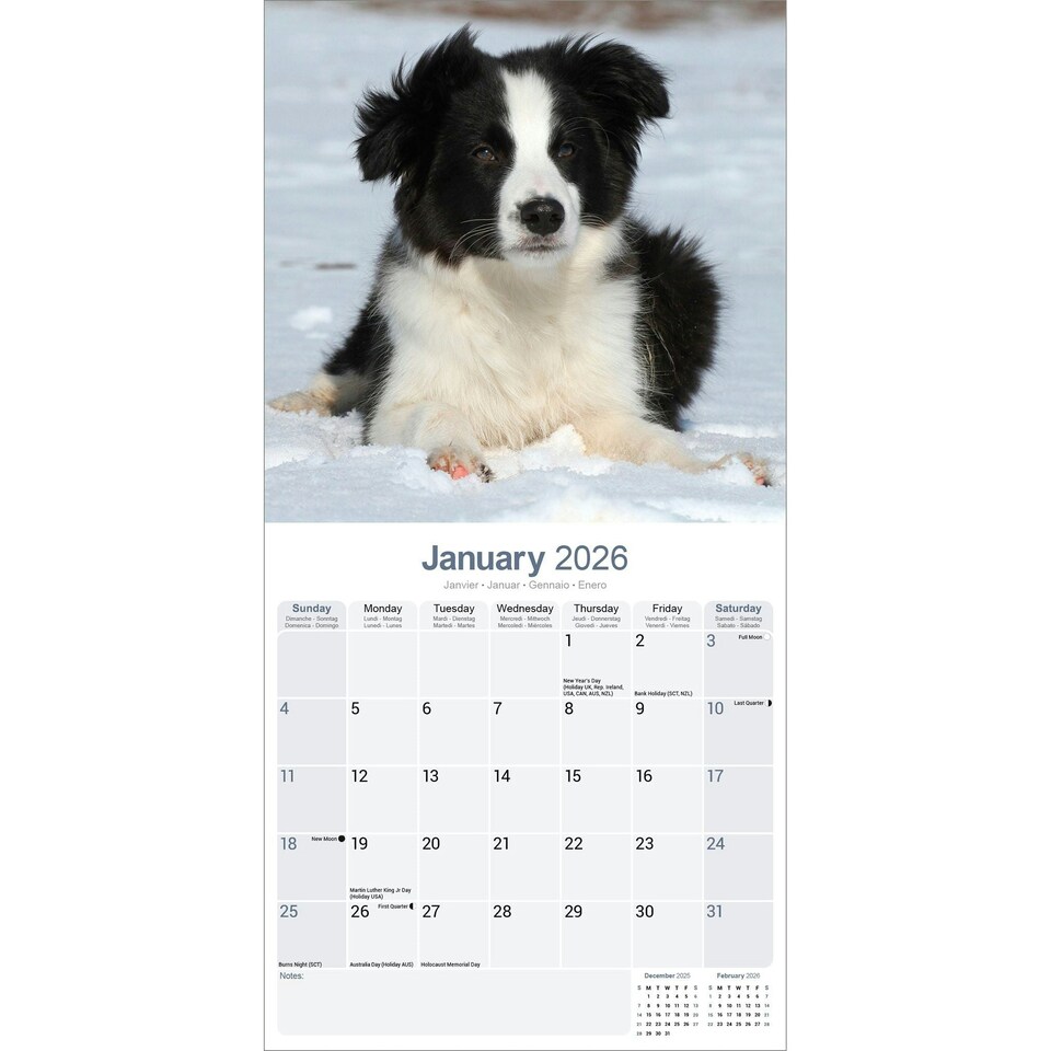 image 1 of Border Collie Puppies 2026 Calendar | Square Wall Calendar | Dog Breed Gift | Plastic Free Packaging | by Avonside Publishing
