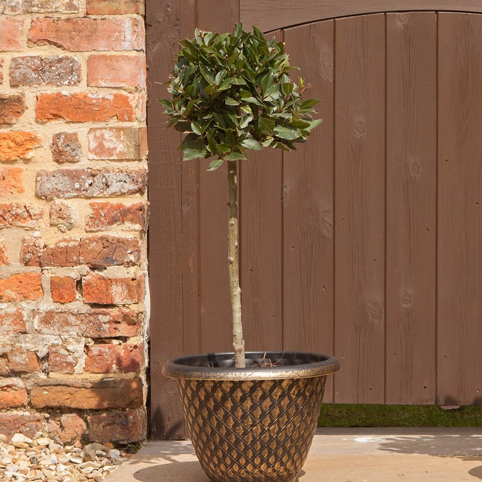 image 1 of YouGarden Bay Tree Standard Tree 70-80cm Tall, Single Garden Ready Potted Bay, for Patios and Gardens, Edible Plant