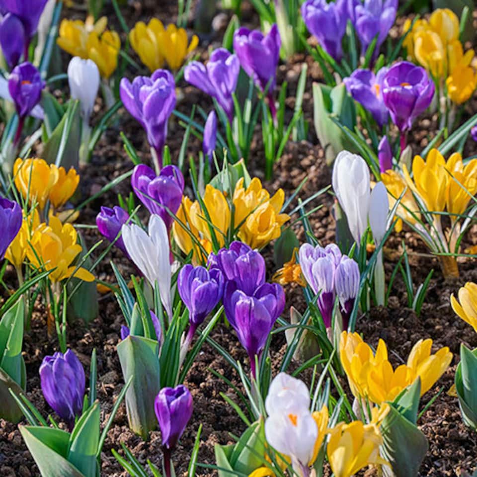 image 1 of YouGarden Crocus Species Mixed, Pack of 30 Bulbs, Spring Flowering Bulbs for Planting Now UK