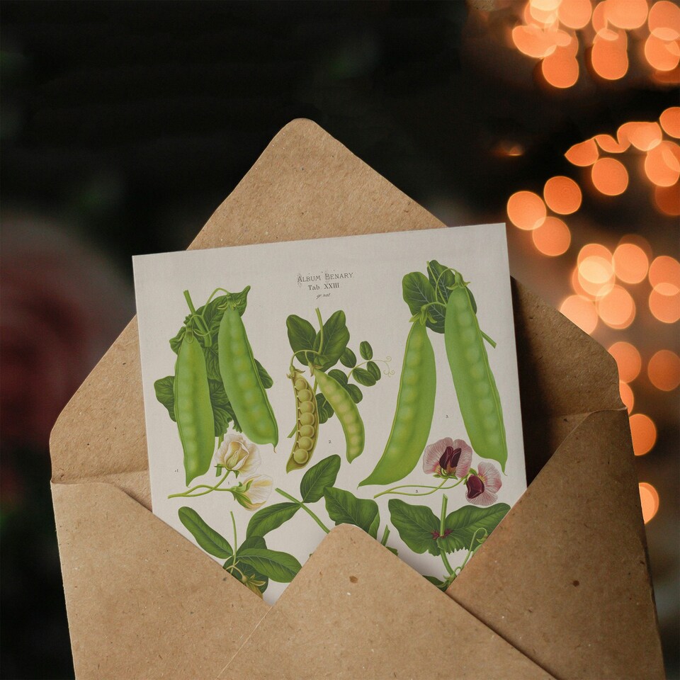 image 1 of Ernst Benary Art Card Sugar Peas Varieties Vintage Botanical