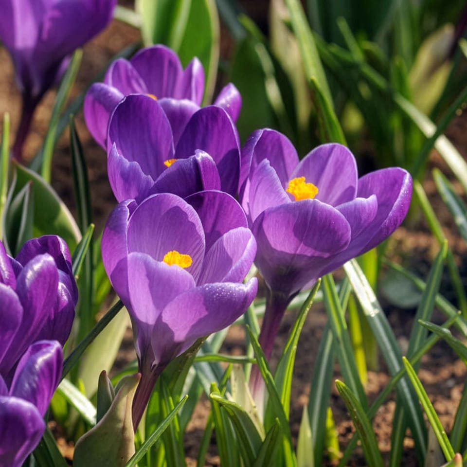 image 1 of Marshalls Garden Spring Joy Bulb Mix - 24 Bulbs
