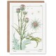 image 1 of Maurice Pillard Verneuil Art Card Thistle Flower Plant