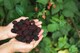 image 2 of 3x Evergreen Navaho Thornless Blackberry Fruit Plants in 2/3 Litre Pots By Direct Plants