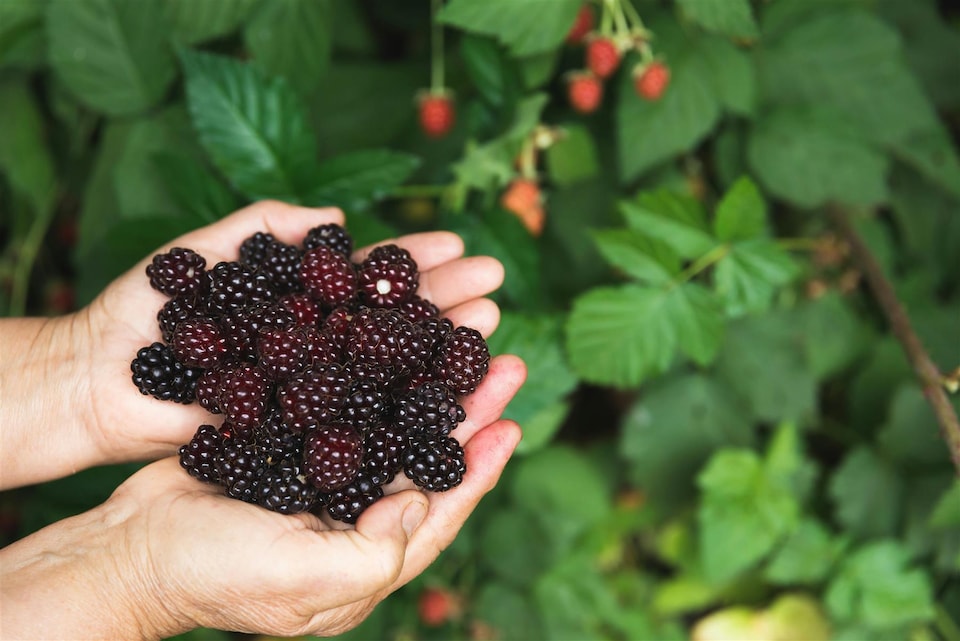 image 1 of 3x Evergreen Navaho Thornless Blackberry Fruit Plants in 2/3 Litre Pots By Direct Plants