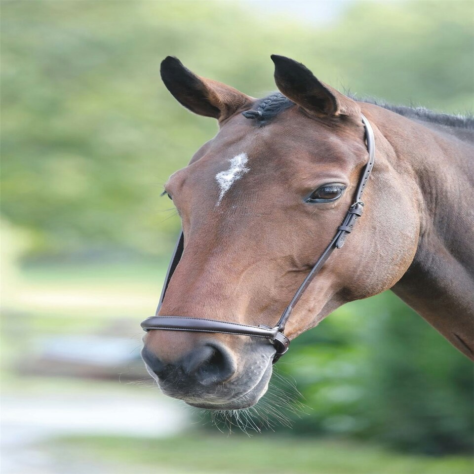 image 1 of Shires Blenheim Drop Noseband Black | Size: Full
Colour: Black