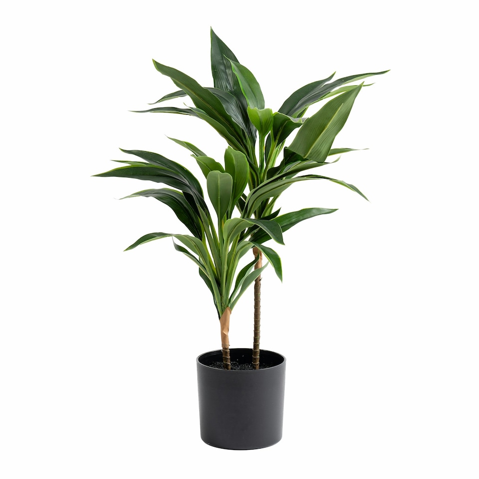 image 1 of 60Cm Real Touch Dracaena Green | One Size