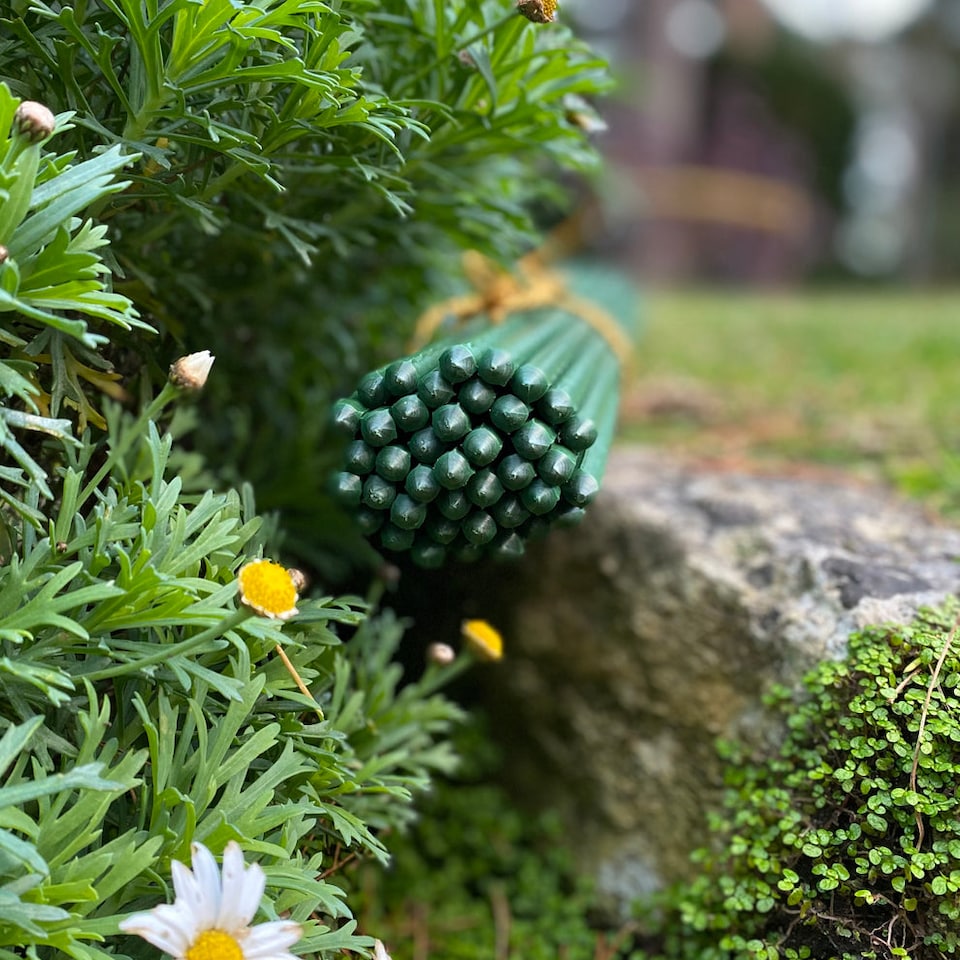 image 1 of Plastic Coated Metal Garden Plant Support Sticks (60cm) - Pack of 40