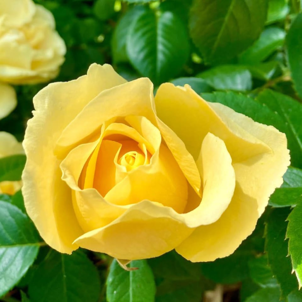 image 1 of Harkness Rose 'Golden 50th Wedding Anniversary' , Gift Wrapped, in 4 Litre Pot