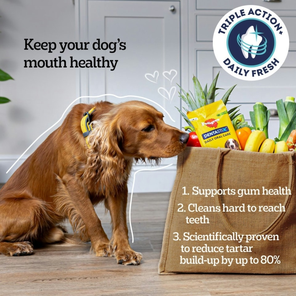 image 1 of 112 Pedigree Daily Dentastix Fresh Dental Sticks Dog Treats Medium Dog Chews