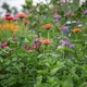 image 3 of Marshalls Garden Zinnia Seeds 'Forecast' 130 Seeds Tropical Pompon Annuals | Multi | Tropical colours | 130 Seeds