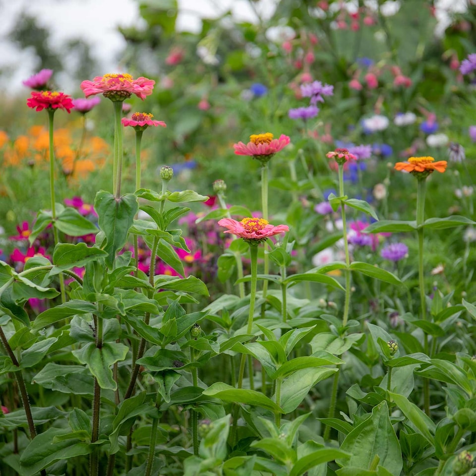 image 1 of Marshalls Garden Zinnia Seeds 'Forecast' 130 Seeds Tropical Pompon Annuals | Multi | Tropical colours | 130 Seeds
