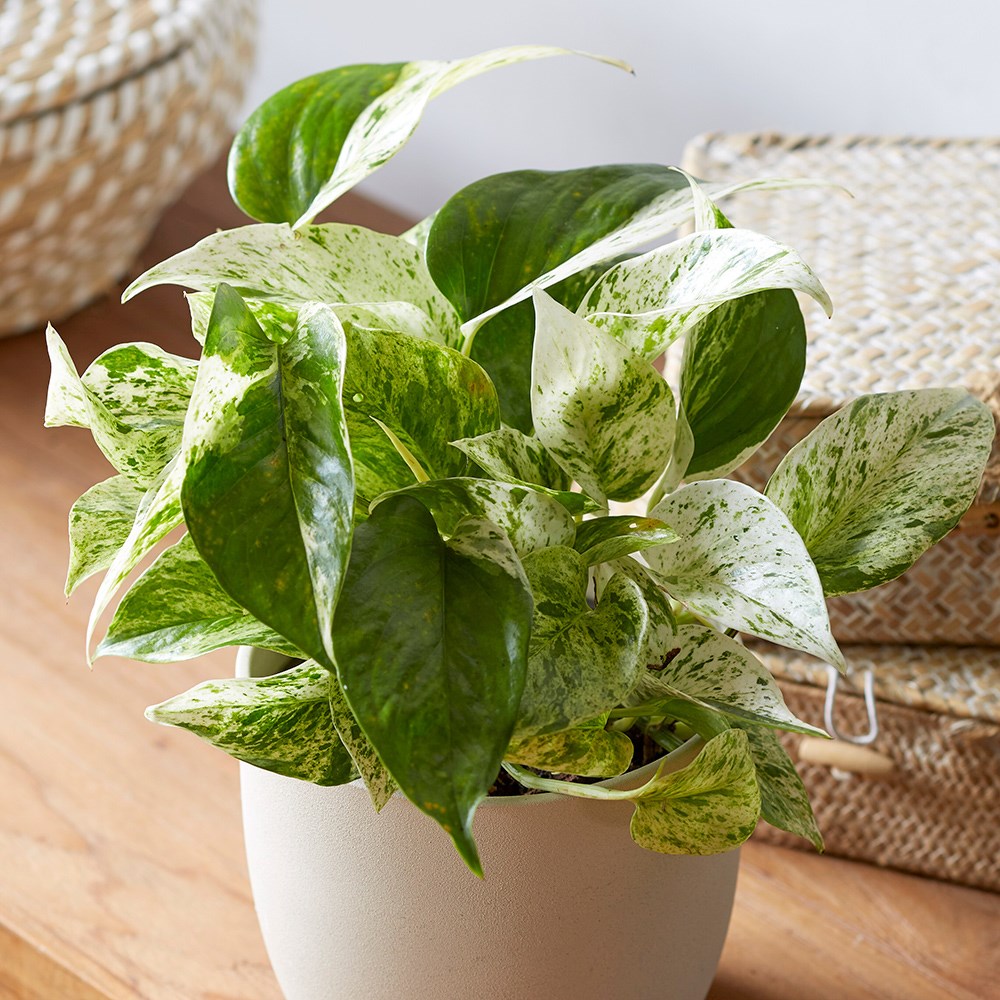 Primrose Epipremnum Pinnatum Marble Queen Devil's Ivy 13cm Pot 15cm Tall Plants in Green