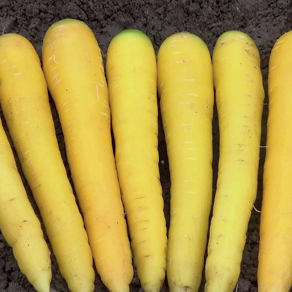 image 1 of Carrot Gold Nugget F1 | Multi | Yellow