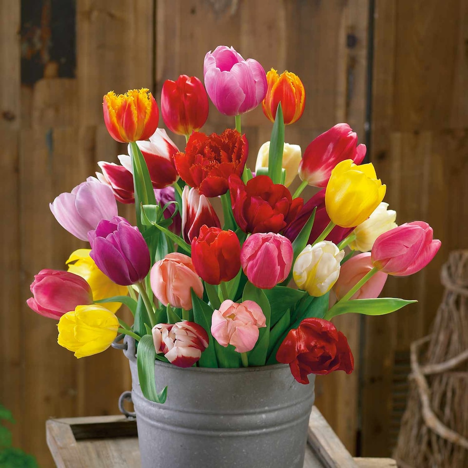 image 1 of Marshalls Garden Tulip Bulbs Mixed Border Collection, 50 Bulbs