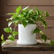image 1 of White Modern Ceramic Plant Pot Neutral Tone Indoor Garden Planter Outdoor Planter Flower Pot (H) 10CM x (Dia) 10cm