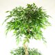 image 2 of 180cm Artificial Twisted Trunk Fruticosa Ficus Tree Triple Ball Topiary 1984 Leaves Silver Metal Planter