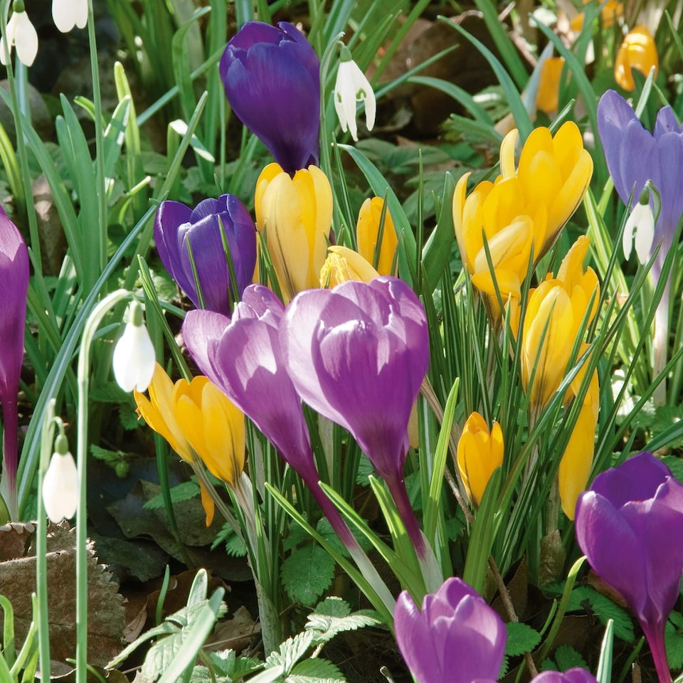 image 1 of Marshalls Garden Crocus Corms Large Flowering Mix 18 bulbs