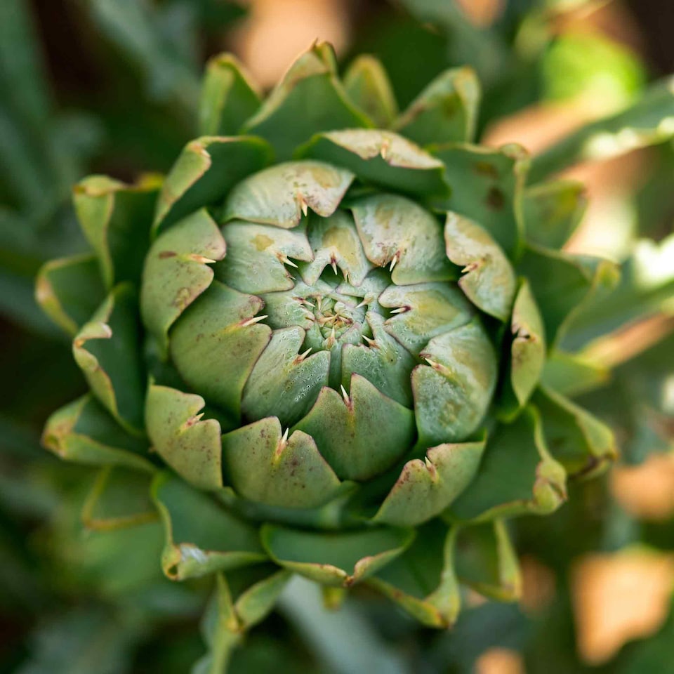 image 1 of Marshalls Garden Artichoke Seeds Green Globe, 35 Seeds