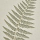 image 3 of Fern Art on Texture-Torn Paper with Beaded Frame - Glass - L2 x W40 x H50 cm - White | Brown | Not provided