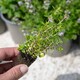 image 3 of Marshalls Garden Thyme 'Lemon' | Green | Green-gold variegated with pale lilac flowers | 3 x 9cm Plants