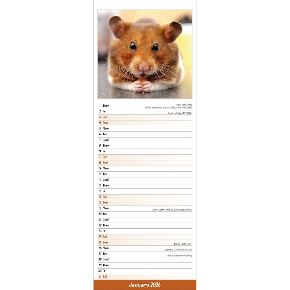 image 1 of Hamsters Slim 2026 Calendar | Slimline Wall Calendar | Animal Gift | Plastic Free Packaging | by Avonside Publishing [Calendar] Avonside Publishing Ltd