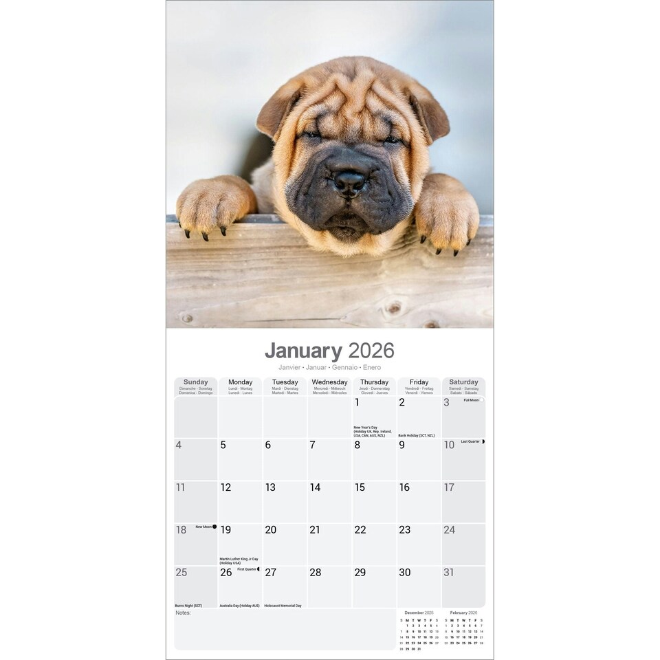 image 1 of Shar Pei 2026 Calendar | Square Wall Calendar | Dog Breed Gift | Plastic Free Packaging | by Avonside Publishing