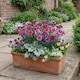 image 7 of Set of 3 or 6 Large Plants Pink Purple Carnation Ready to Plant in Your Garden 10.5 cm