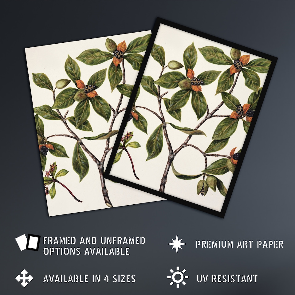 image 1 of New Zealand Tawhiri Karo Plant Artwork Featon Huge Wall Art Poster Print 24X32"