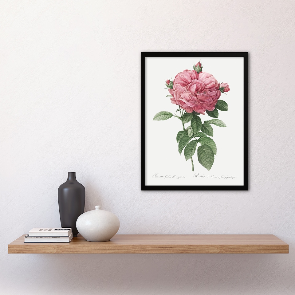 image 1 of Giant Gallica Rose Floral Redoute Vintage Framed Wall Art Print 12X16"