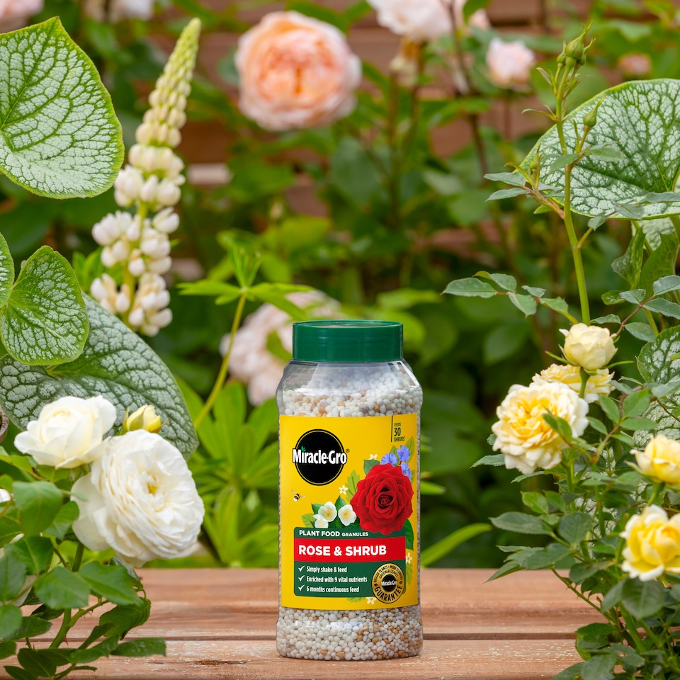 image 1 of Miracle-Gro Rose and Shrub Plant Food Granules 900g Slow Release Feed for Strong Healthy Flowering Plants 6 Month Feed