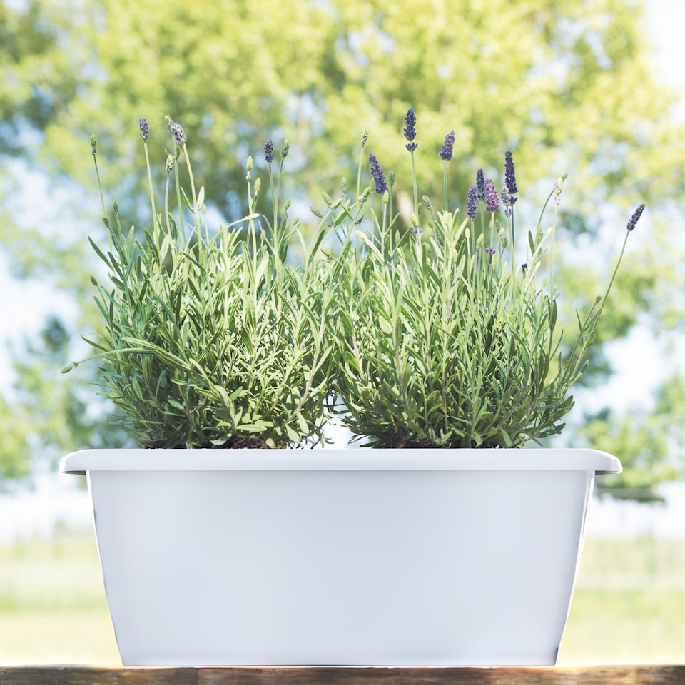 image 1 of Large Respana Set Balcony Plant Box with a Saucer | White | 1