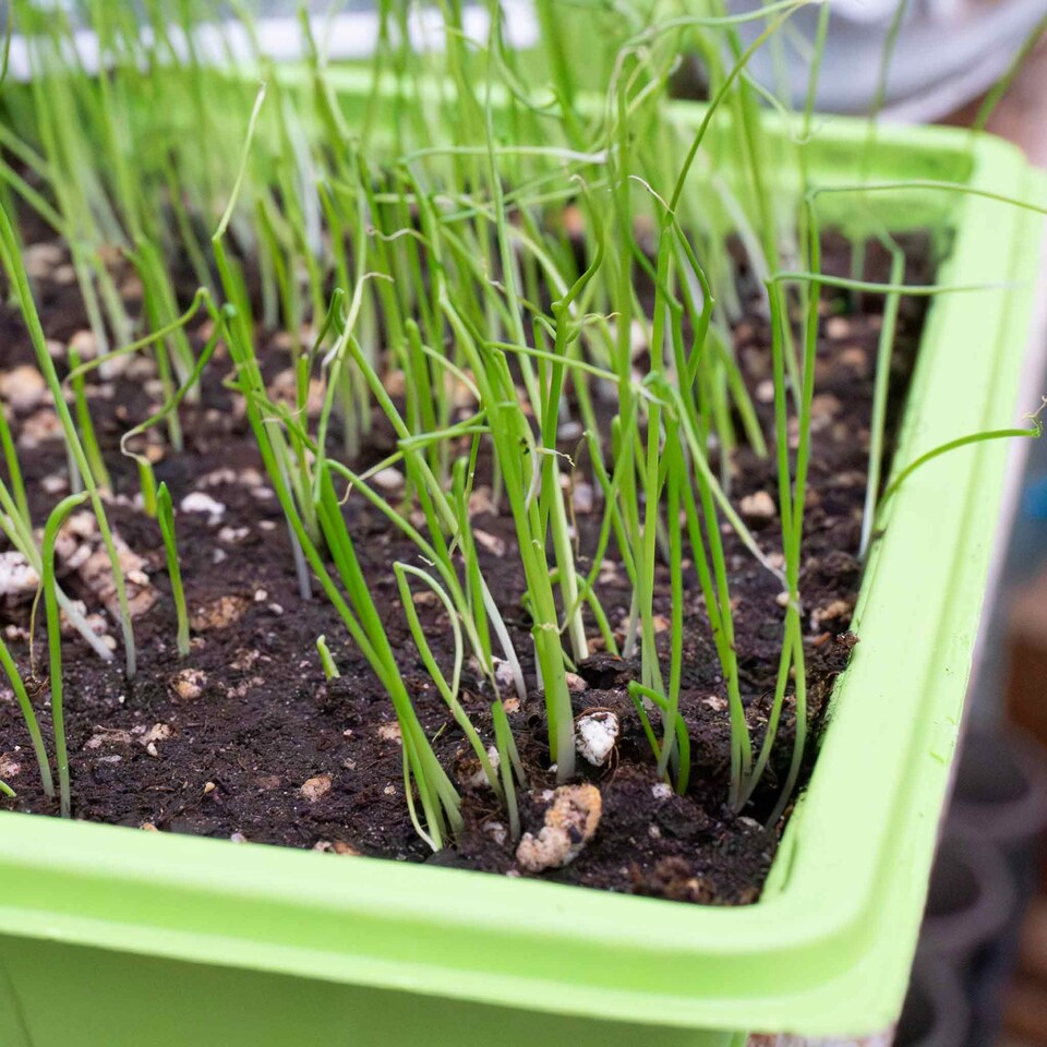 image 1 of Marshalls Garden Leek Seeds 'Lancaster' F1, 50 Seeds