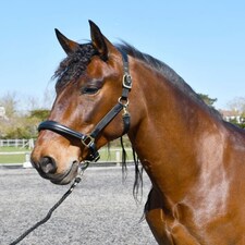 Rhinegold Softee Leather Padded Headcollar Brown | Colour: Brown/Brown
Size: Pony
