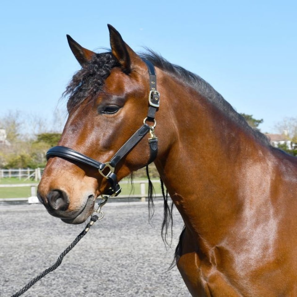 image 1 of Rhinegold Softee Leather Padded Headcollar Brown | Colour: Brown/Brown
Size: Pony