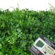 image 3 of True Products Premium Freestanding Artificial Fern Hedge on Metal Frame - Medium