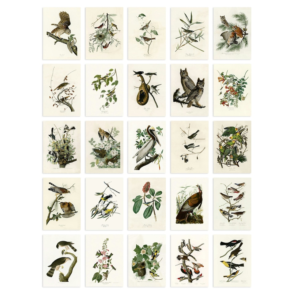 image 1 of John Audubon Birds of America Illustrations A6 Art Set of 50 Unframed Prints | Multi