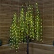 image 7 of 7ft (2.1m) Tall Light up Christmas Willow Tree with 384 Warm White LEDs