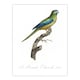image 1 of Turquoise Ground Parakeet Levaillant Huge Wall Art Print 18X24 In