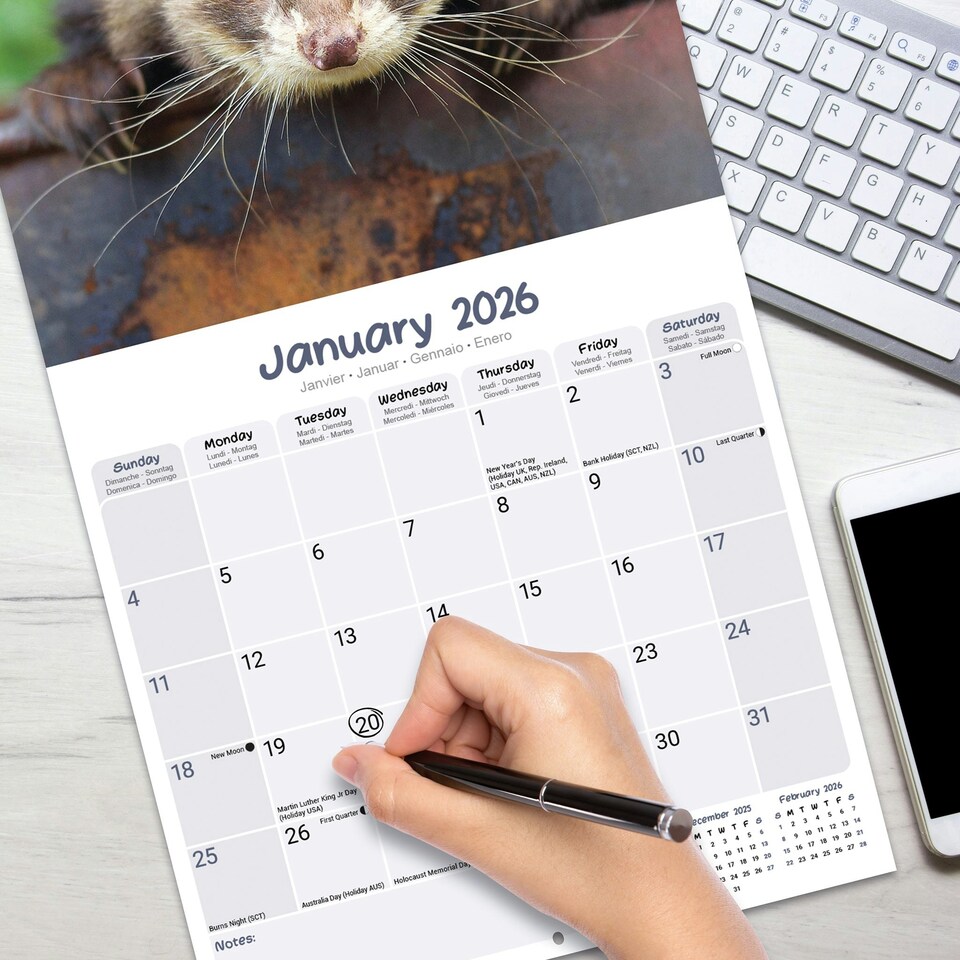 image 1 of Ferrets 2026 Calendar | Square Wall Calendar | Animal Gift | Plastic Free Packaging | by Avonside Publishing