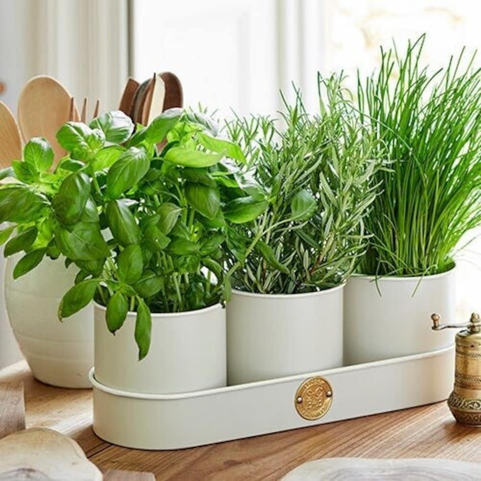 image 1 of Burgon & Ball Sophie Conran Herb Pots Buttermilk