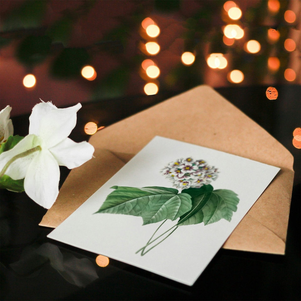 image 1 of Pierre-Joseph Redouté Art Card White Dombeya Amelia Flowers