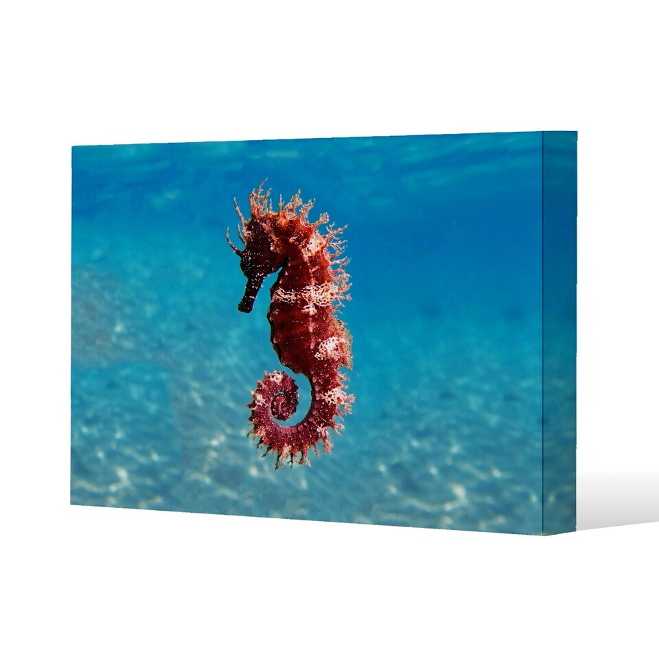 image 1 of Mediterranean Seahorse (Canvas Print) 31 x 41 x 4cm