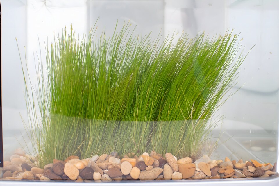 image 1 of Dwarf Hairgrass (Eleocharis parvulus) - Live Aquarium Plant for Foreground & Carpeting, No CO2 Needed - Fish Tank Plant