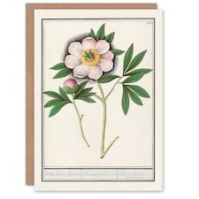 Anselmus de Boodt Art Card Blooming Peony Flower Study