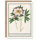 image 1 of Anselmus de Boodt Art Card Blooming Peony Flower Study